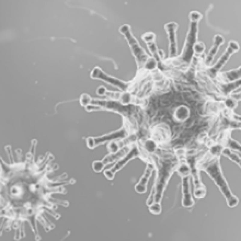 Elektronenmicroscopische weergave van het HPV-virus