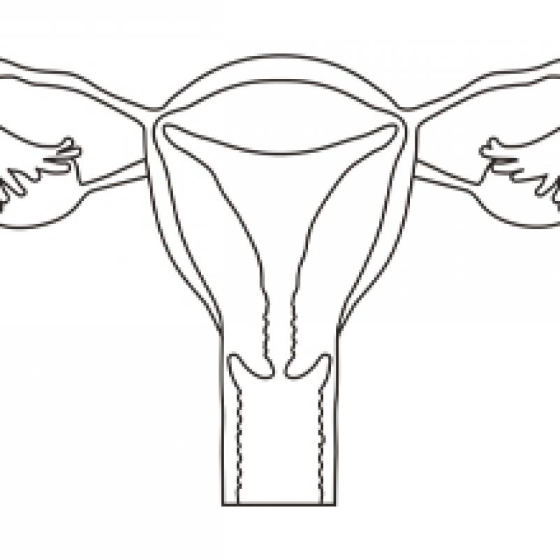 Illustratie van de vrouwelijke geslachtsorganen (eierstokken, eileiders, baarmoeder(hals) en vagina)