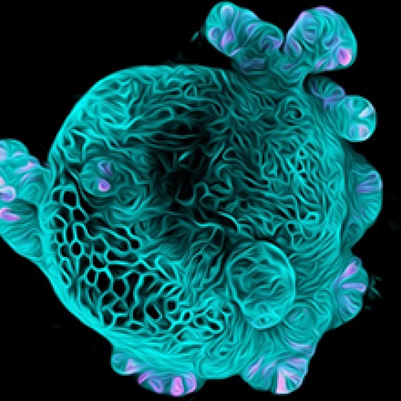 Organoïde / organoid van een darm
