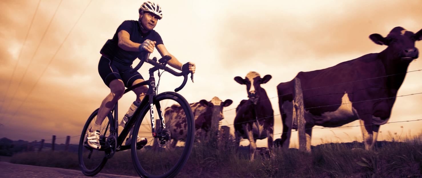Fietser tussen de koeien