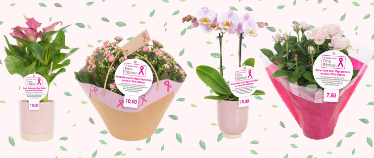 Planten van de Albert Heijn Pink-Ribbon-actie 2025
